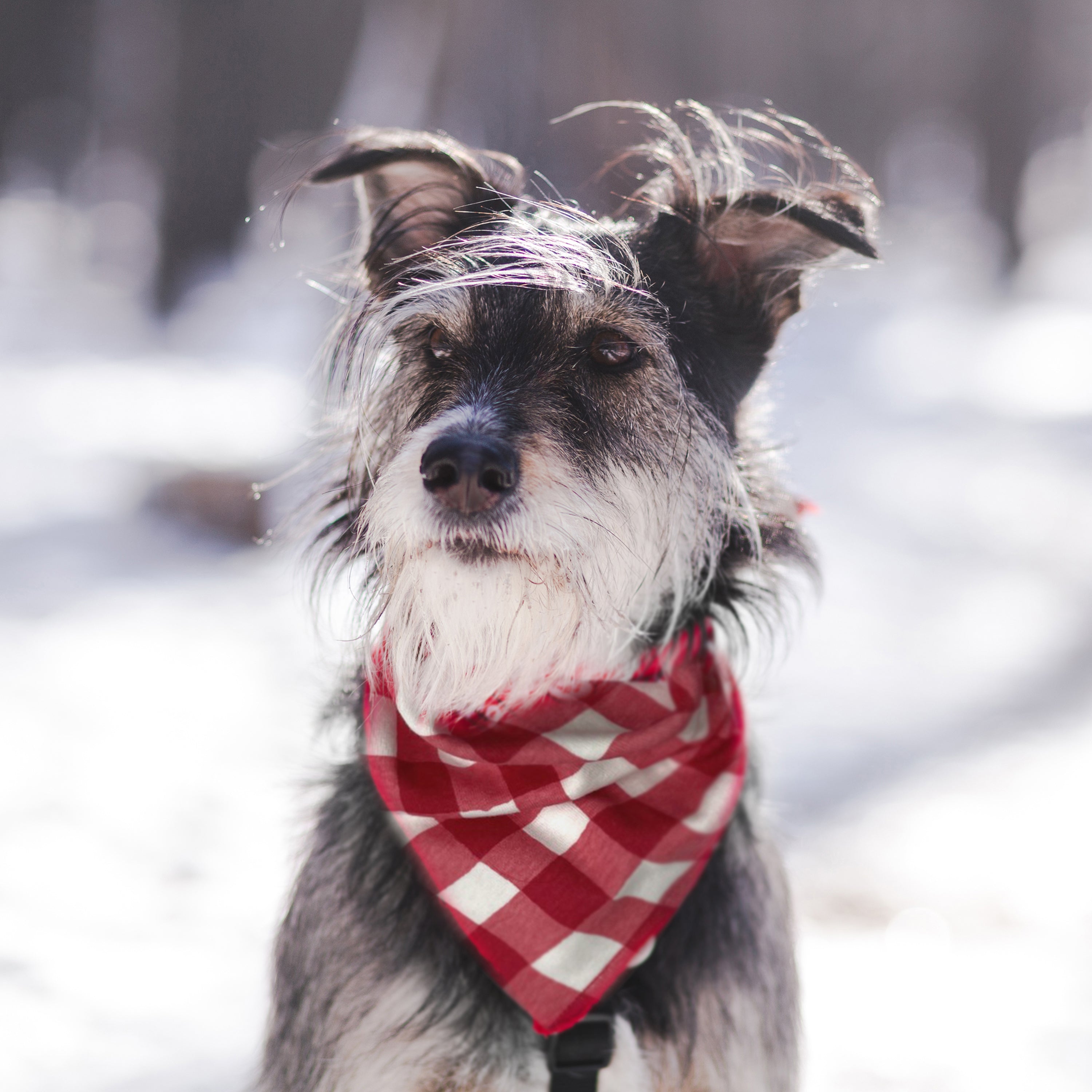 Organic Cotton Holiday Matching Family Pajamas